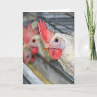 Vogelrooster in kooi