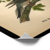 Vogelrouwduif 1890 poster (Hoek)