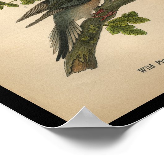 Vogelrouwduif 1890 poster (Hoek)