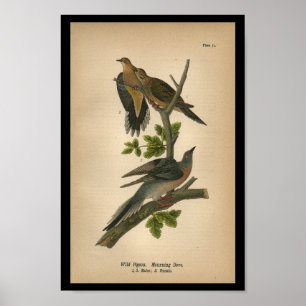 Vogelrouwduif 1890 poster