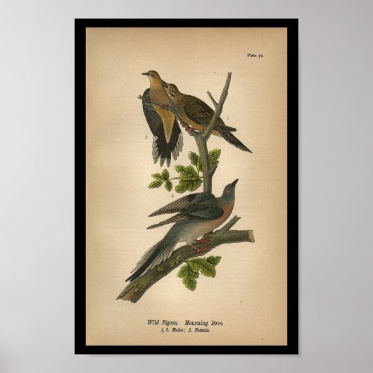Vogelrouwduif 1890 poster (Voorkant)