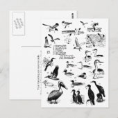 Vogels 12 briefkaart (Voorkant / Achterkant)