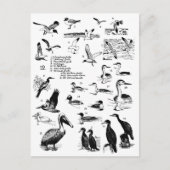 Vogels 12 briefkaart (Voorkant)
