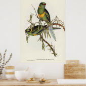 Vogels 2 poster (Keuken)