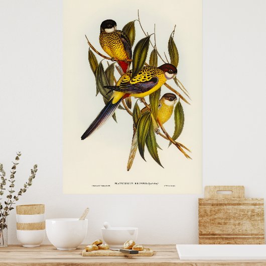 Vogels 3 poster (Keuken)