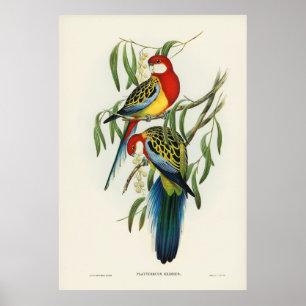 Vogels 4 poster