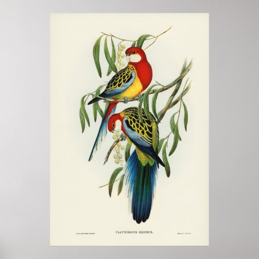 Vogels 4 poster (Voorkant)