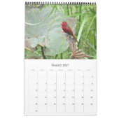 Vogels Australië Top End 2025 Kalender (Jan 2027)