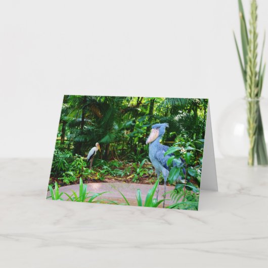 Vogels bij het Wenskaart van de Dierentuin van Kaart (Voorkant)