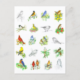 Vogels Blauwvogel Kardinaal Chickadee Ornithologie Briefkaart