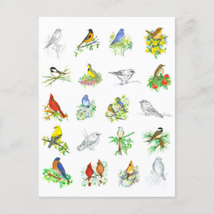 Vogels Blauwvogel Kardinaal Chickadee Ornithologie Briefkaart