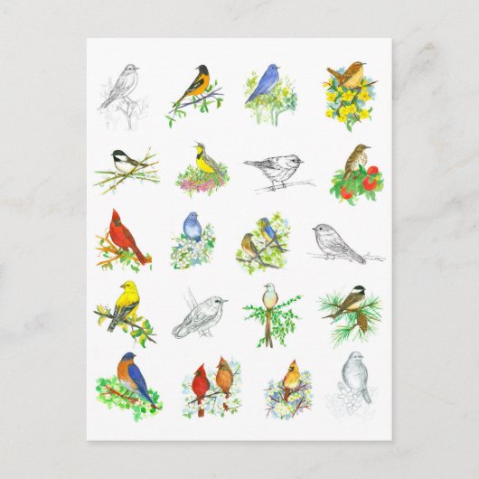 Vogels Blauwvogel Kardinaal Chickadee Ornithologie Briefkaart (Voorkant)