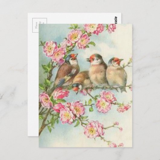 vogels briefkaart (Voorkant / Achterkant)