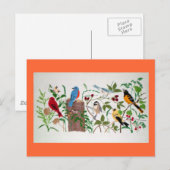 vogels briefkaart (Voorkant / Achterkant)