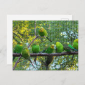 vogels briefkaart (Voorkant / Achterkant)