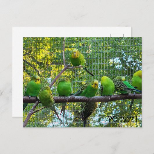 vogels briefkaart (Voorkant / Achterkant)