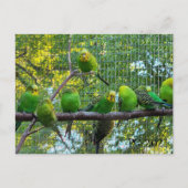 vogels briefkaart (Voorkant)