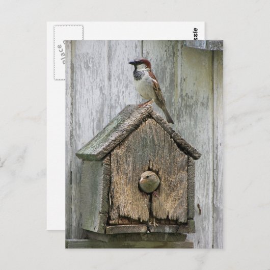 vogels briefkaart (Voorkant / Achterkant)