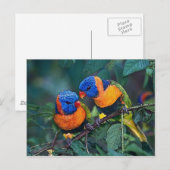 vogels briefkaart (Voorkant / Achterkant)