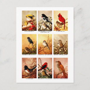 vogels briefkaart