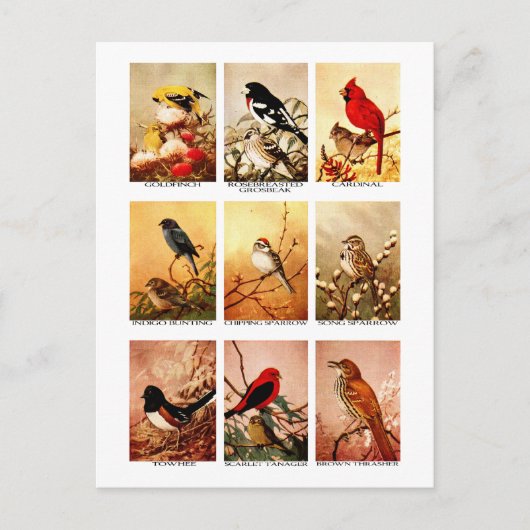 vogels briefkaart (Voorkant)