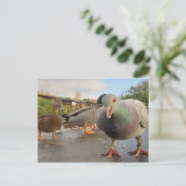 Vogels Briefkaart voeden (Staand voorkant)