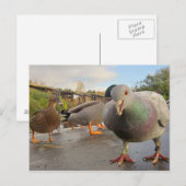 Vogels Briefkaart voeden (Voorkant / Achterkant)
