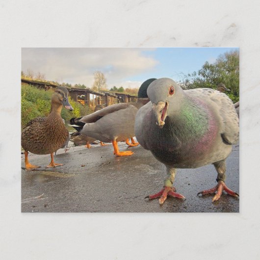 Vogels Briefkaart voeden (Voorkant)