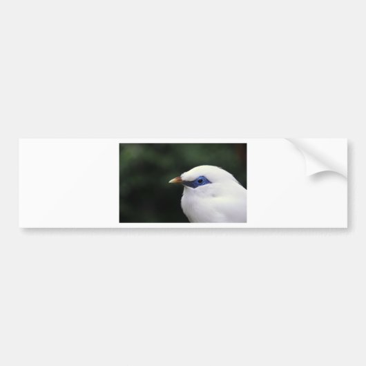 vogels bumpersticker (Voorkant)