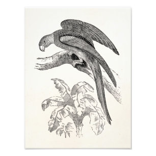  vogels - Carolina Parrots Tropical Bird Foto Afdruk