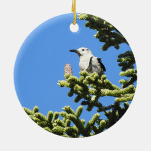 Vogels, Clark's Nutkraker, wilde dieren, ornament