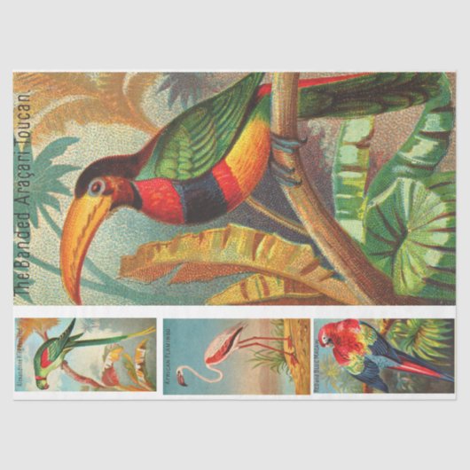 Vogels Collectie Toucan 2b ontkoppeling Tissuepapier (Voorkant)