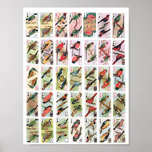  vogels die kaarten spelen dieren Wilde dieren kun Poster (Voorkant)