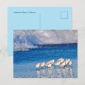 Vogels die langs de golven op het strand lopen briefkaart (Voorkant / Achterkant)