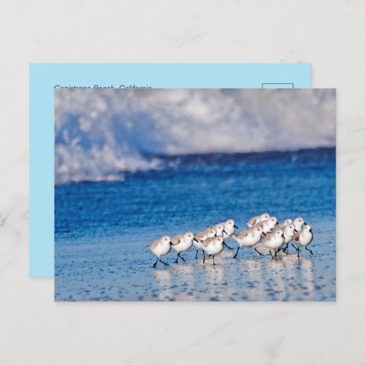 Vogels die langs de golven op het strand lopen briefkaart (Voorkant / Achterkant)