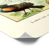  vogels door Adolphe Millot Poster (Hoek)