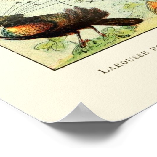  vogels door Adolphe Millot Poster (Hoek)