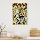  vogels door Adolphe Millot Poster (Keuken)
