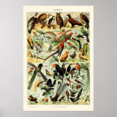  vogels door Adolphe Millot Poster (Voorkant)