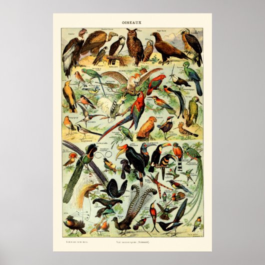  vogels door Adolphe Millot Poster (Voorkant)
