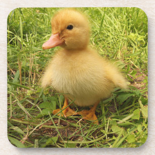 vogels, eenden, eenden, geel, natuur, schattig, ba bier onderzetter
