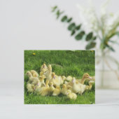 vogels, eenden, eenden, geel, natuur, schattig, ba briefkaart (Staand voorkant)