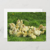 vogels, eenden, eenden, geel, natuur, schattig, ba briefkaart (Voorkant / Achterkant)