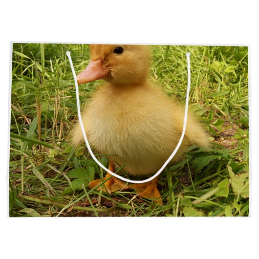 vogels, eenden, eenden, geel, natuur, schattig, ba groot cadeauzakje (Achterkant)