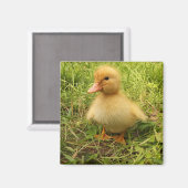 vogels, eenden, eenden, geel, natuur, schattig, ba magneet (Voorkant / Achterkant)