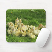 vogels, eenden, eenden, geel, natuur, schattig, ba muismat (Met muis)