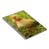 vogels, eenden, eenden, geel, natuur, schattig, ba notitieboek (Rechterzijde)