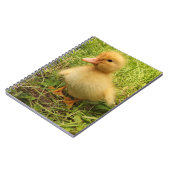 vogels, eenden, eenden, geel, natuur, schattig, ba notitieboek (Linkerzijde)