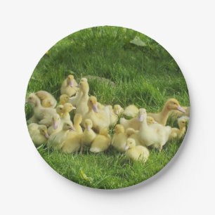 vogels, eenden, eenden, geel, natuur, schattig, ba papieren bordje