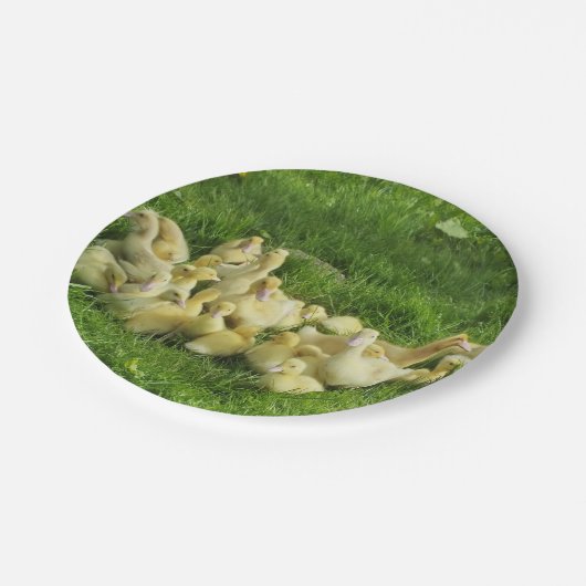 vogels, eenden, eenden, geel, natuur, schattig, ba papieren bordje (Gekanteld)